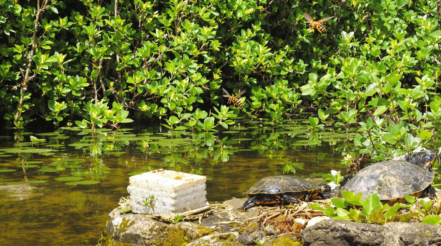 Invasive Def Qu'est ce qu'un espèce invasive
