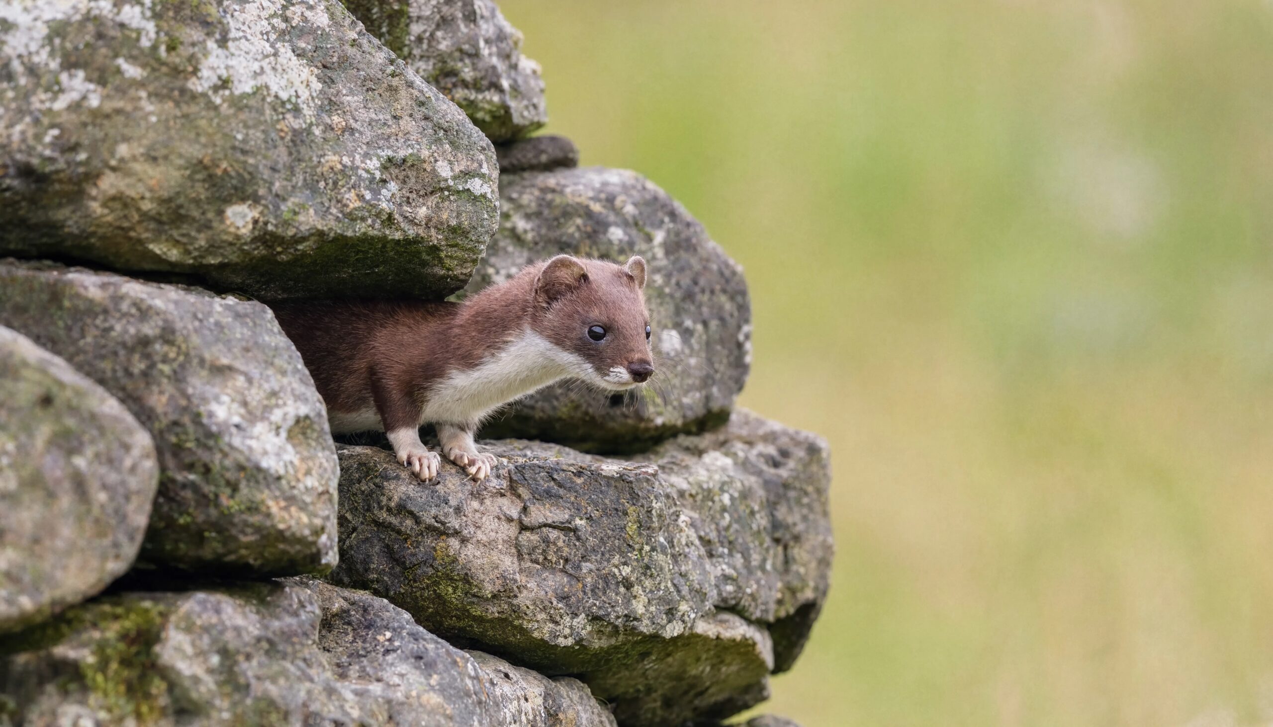 Belette d'Europe (Mustela nivalis), queue entièrement brune sans pinceau noir — critère de distinction avec l'hermine
