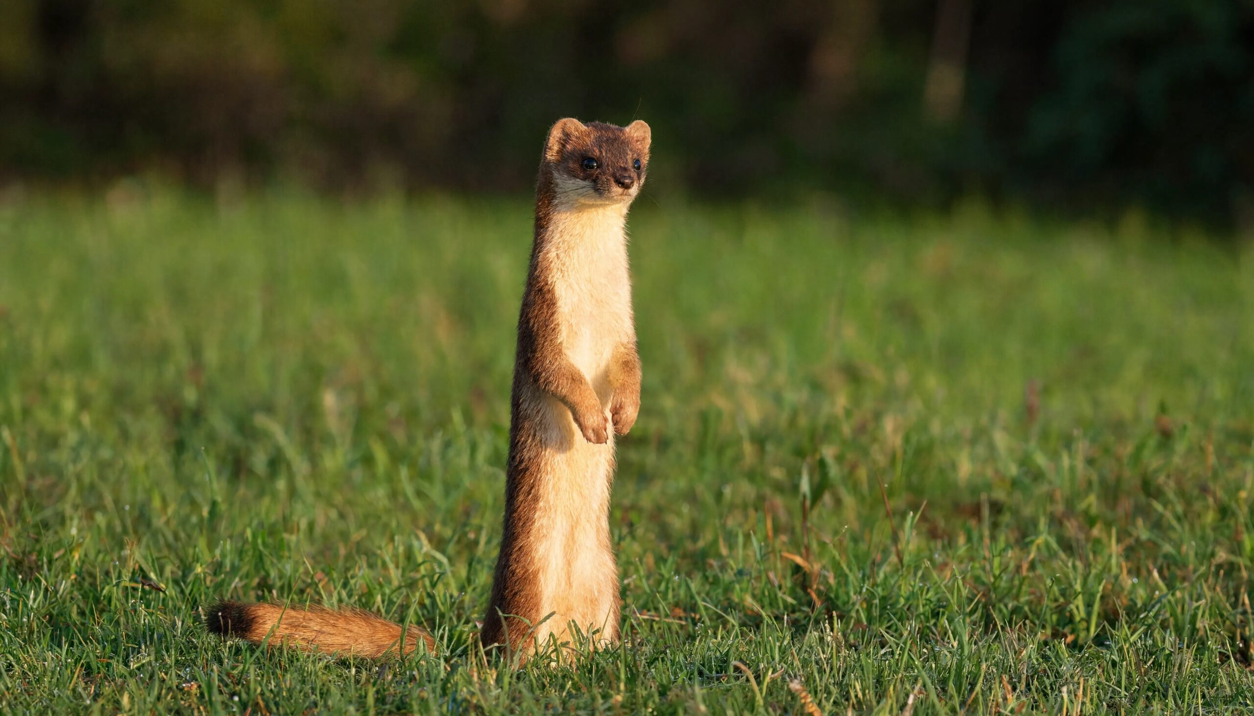 Hermine (Mustela erminea) montrant le pinceau noir au bout de la queue, critère d'identification des mustélidés de France