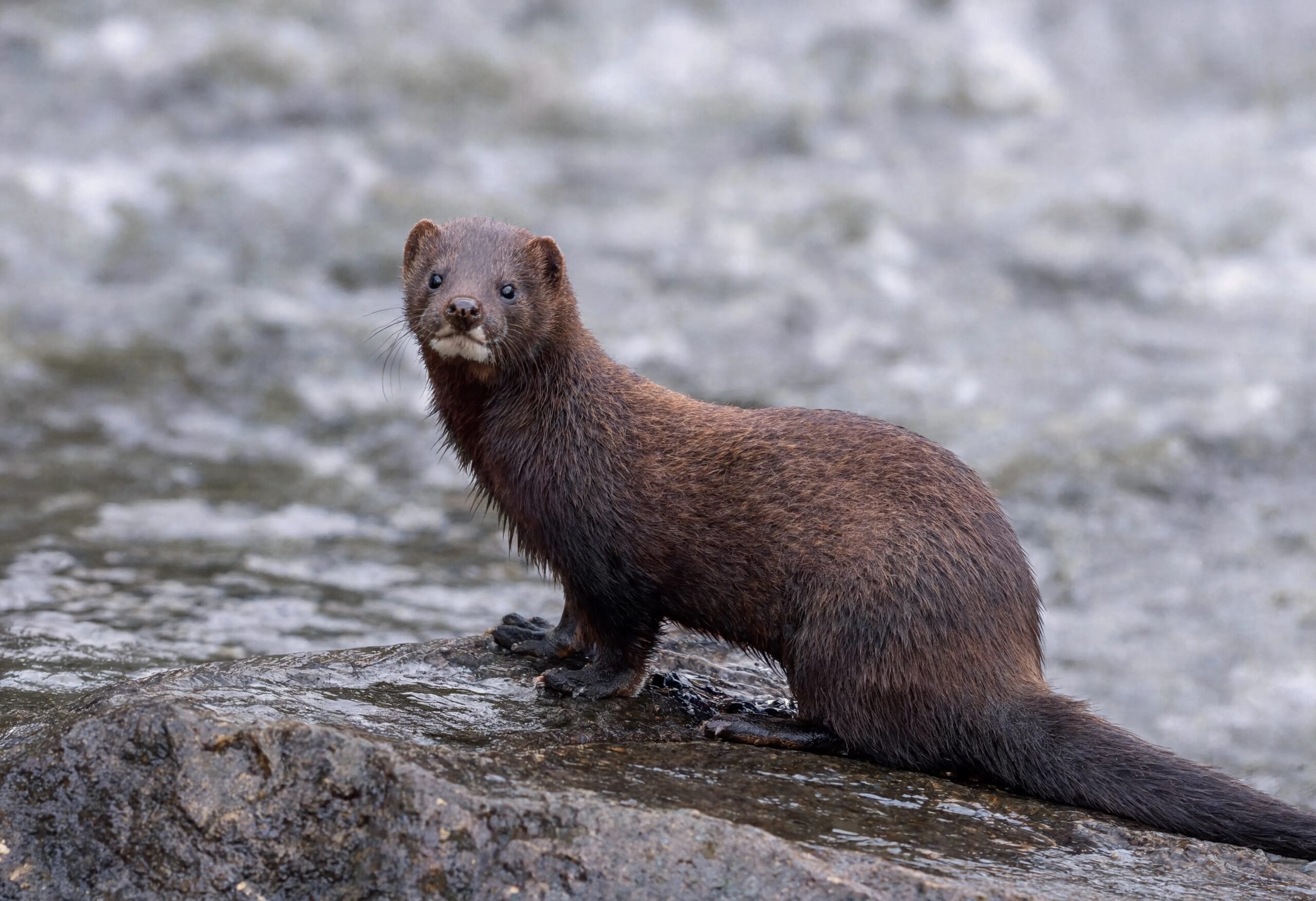 Vison d'Amérique (Neovison vison), espèce exotique envahissante reconnaissable à sa tache blanche limitée au menton